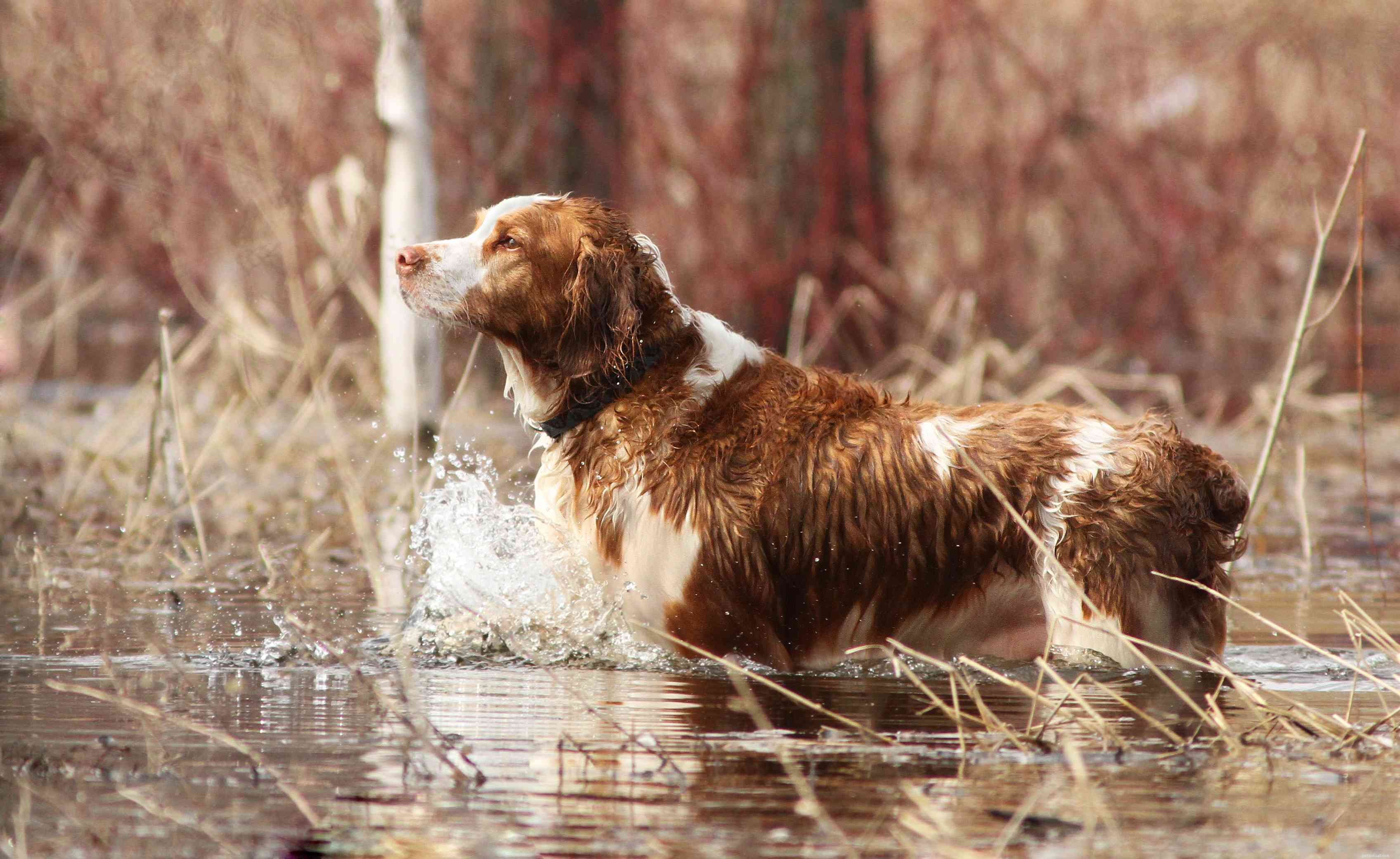 Welsh Springer Spaniel: Comprehensive Breed Guide – History, Care, and Adoption Tips