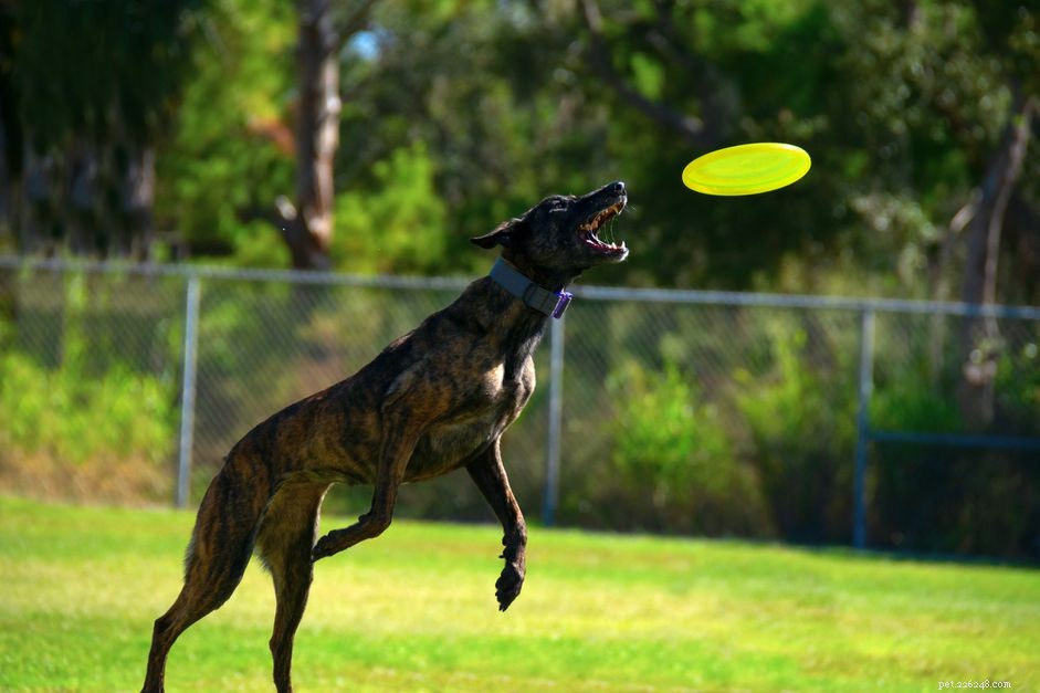 Treeing Tennessee Brindle: The Loyal, Vocal, and Intelligent Hunting Hound