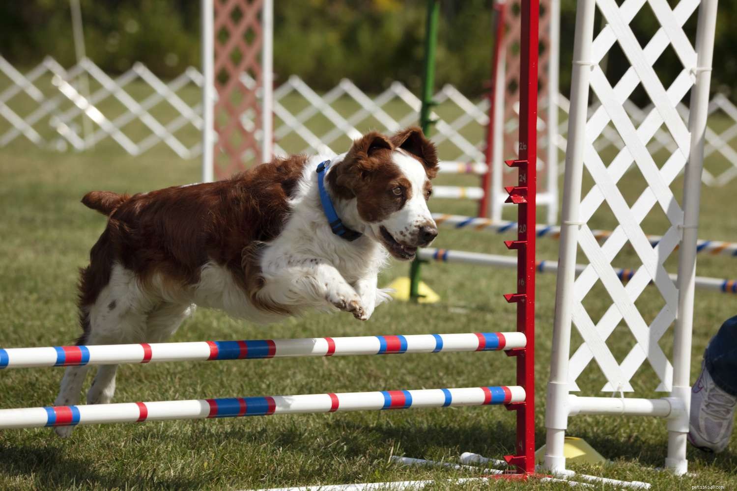 Welsh Springer Spaniel: Comprehensive Breed Guide – History, Care, and Adoption Tips