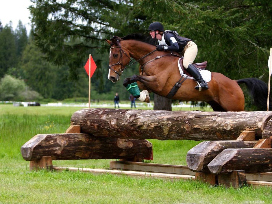 Mastering Cross-Country Equestrian Jumping: Endurance, Skill, and Adventure