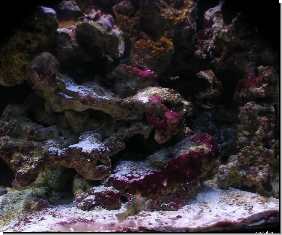Effective Strategies for Eliminating Red Slime from Your Saltwater Aquarium