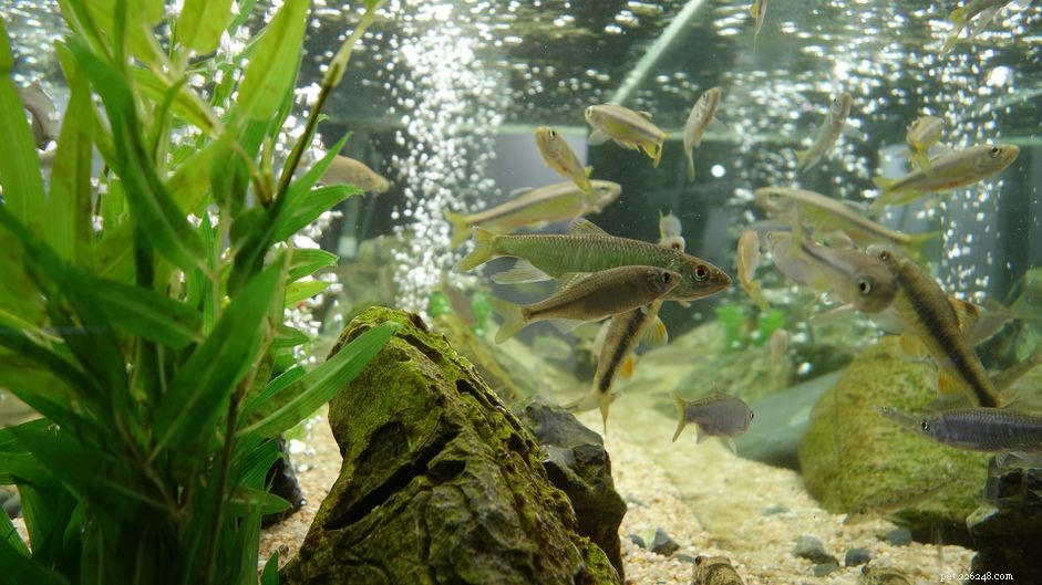 Understanding Aged Aquarium Water: Benefits, Uses, and How to Prepare It