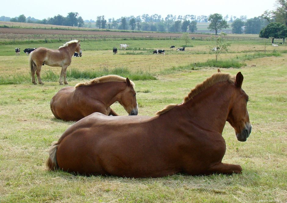 Restore Your Cast Horse Quickly: Expert Care & Recovery Tips