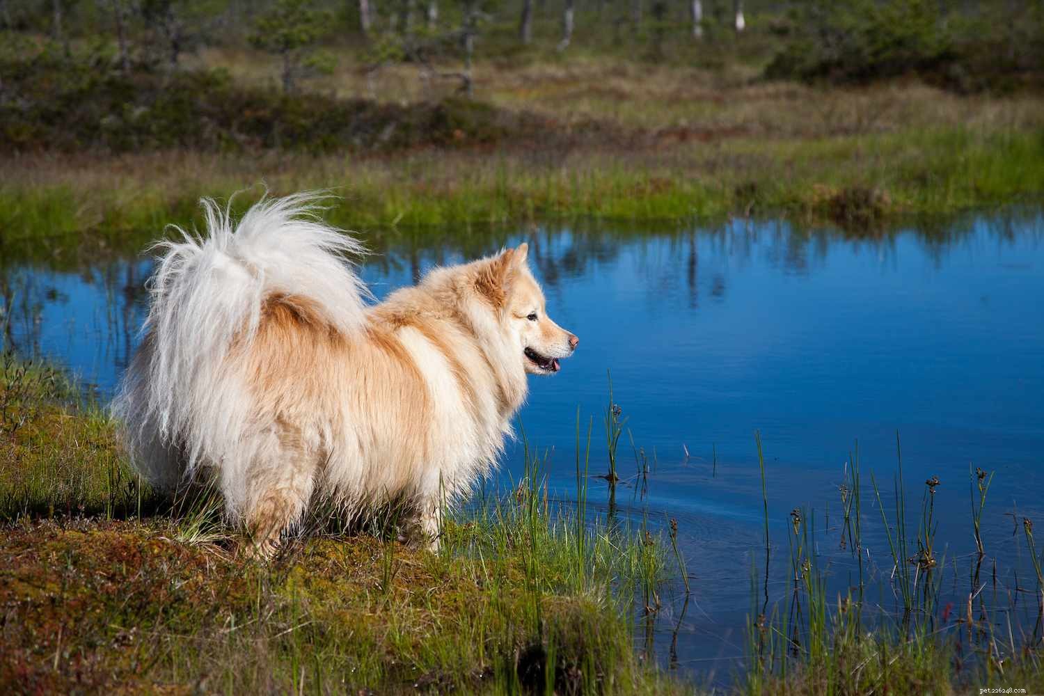 Finnish Lapphund: The Loyal Arctic Herding Dog