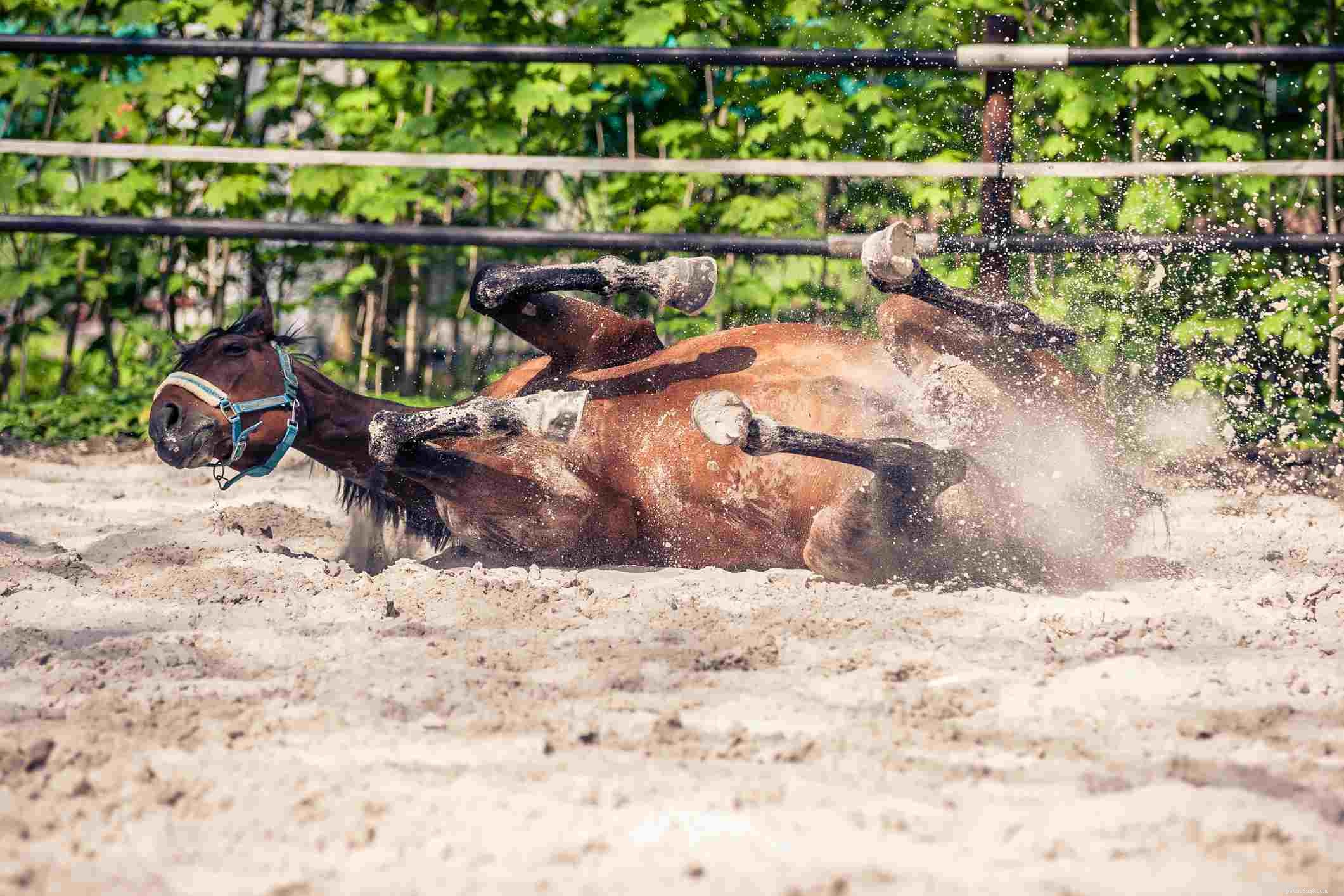 Restore Your Cast Horse Quickly: Expert Care & Recovery Tips