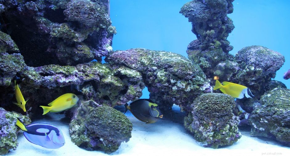 Understanding Live Rock: The Hidden Life of Reef Foundations