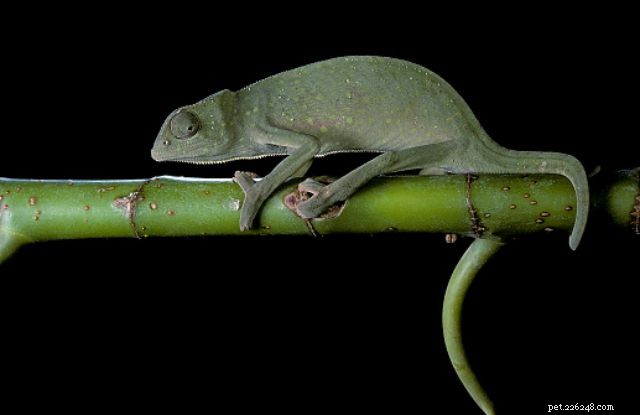 Chameleon Varieties: Choosing the Right Pet and Ensuring Healthy Care