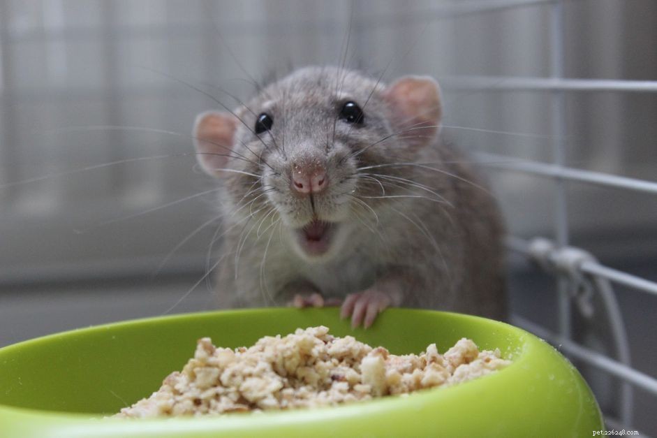 Keeping Your Pet Mouse s Teeth Healthy: A Comprehensive Care Guide
