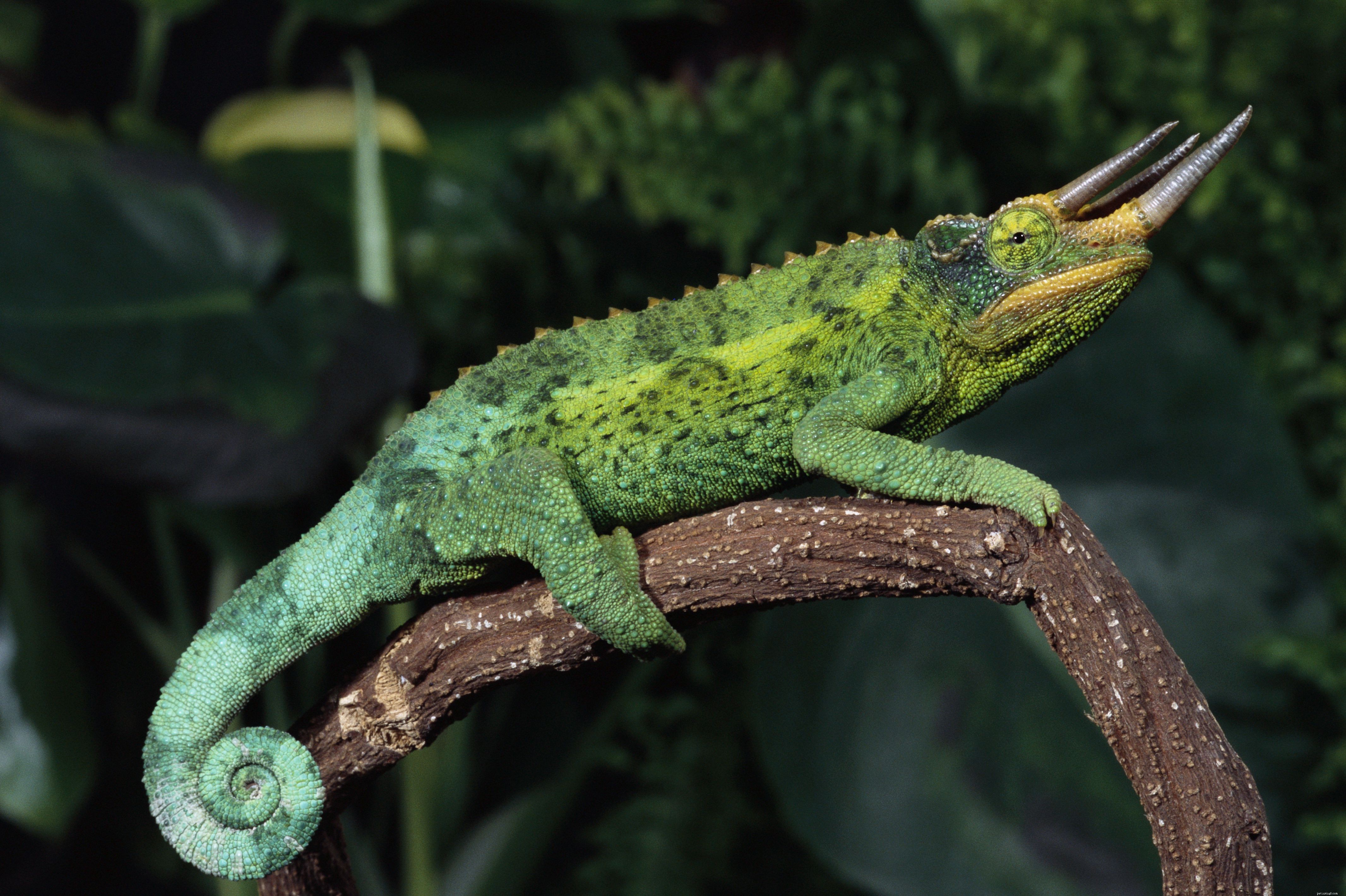 Chameleon Varieties: Choosing the Right Pet and Ensuring Healthy Care