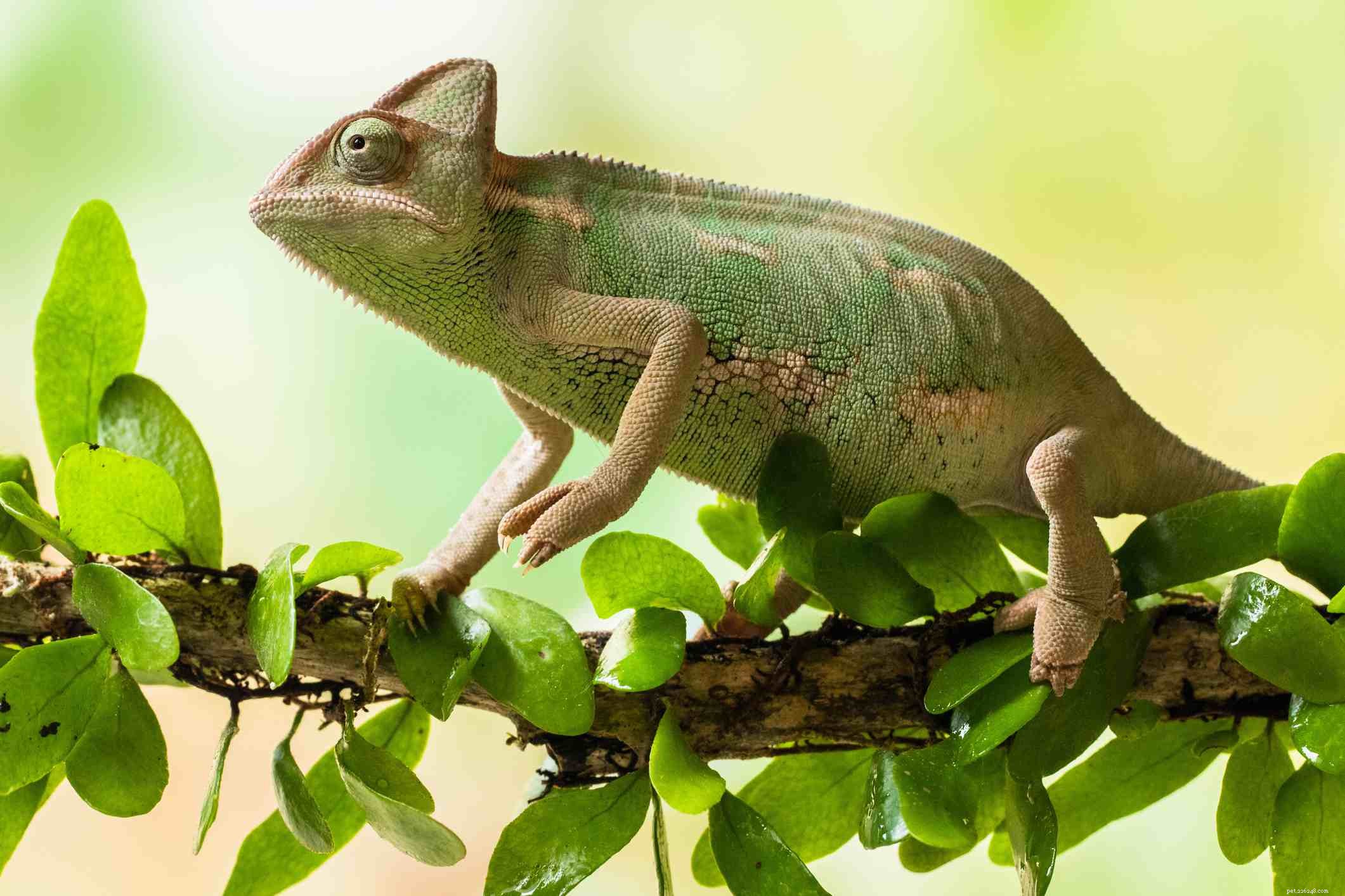 Chameleon Varieties: Choosing the Right Pet and Ensuring Healthy Care
