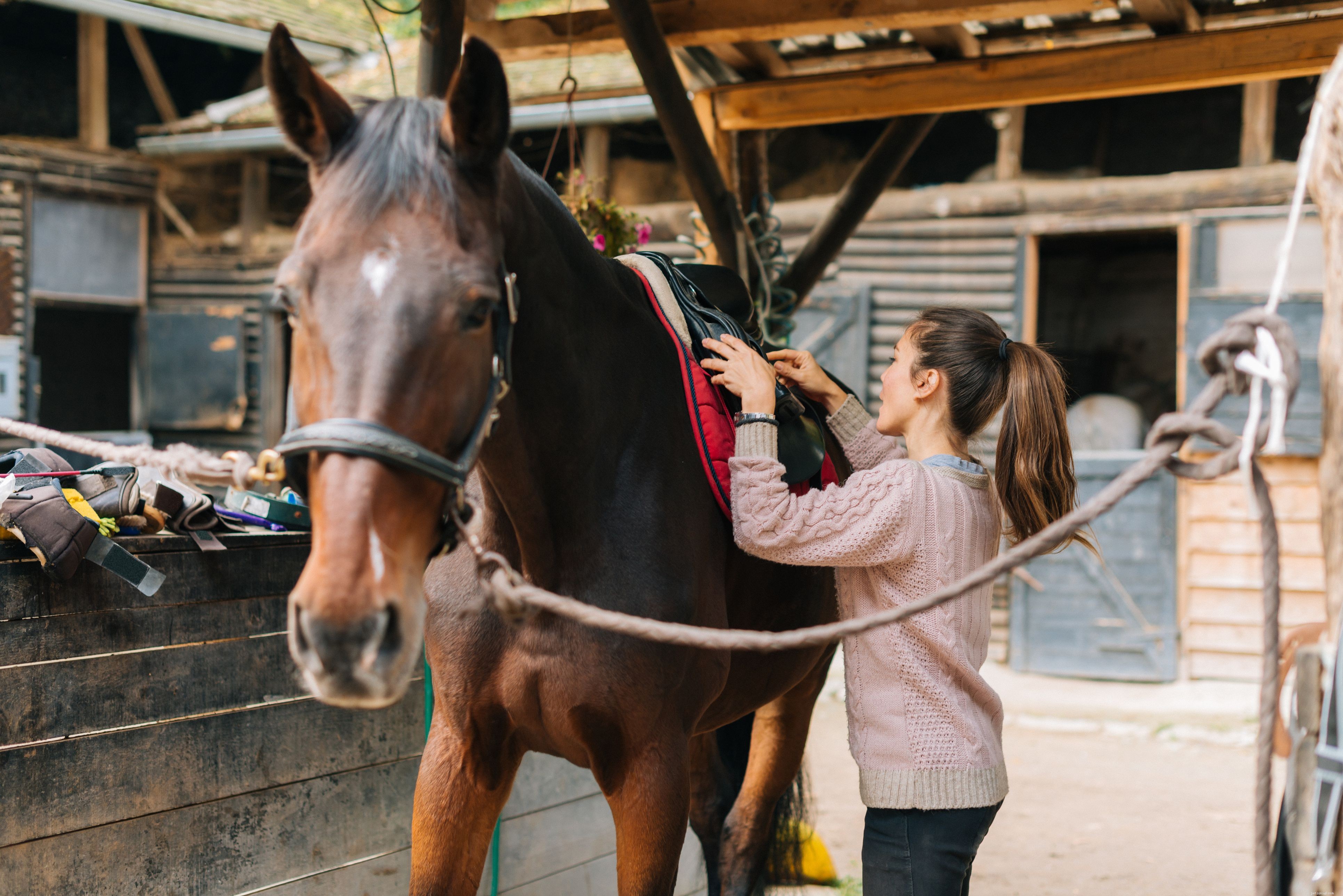 Mastering Endurance Riding: A Comprehensive Guide for Beginners