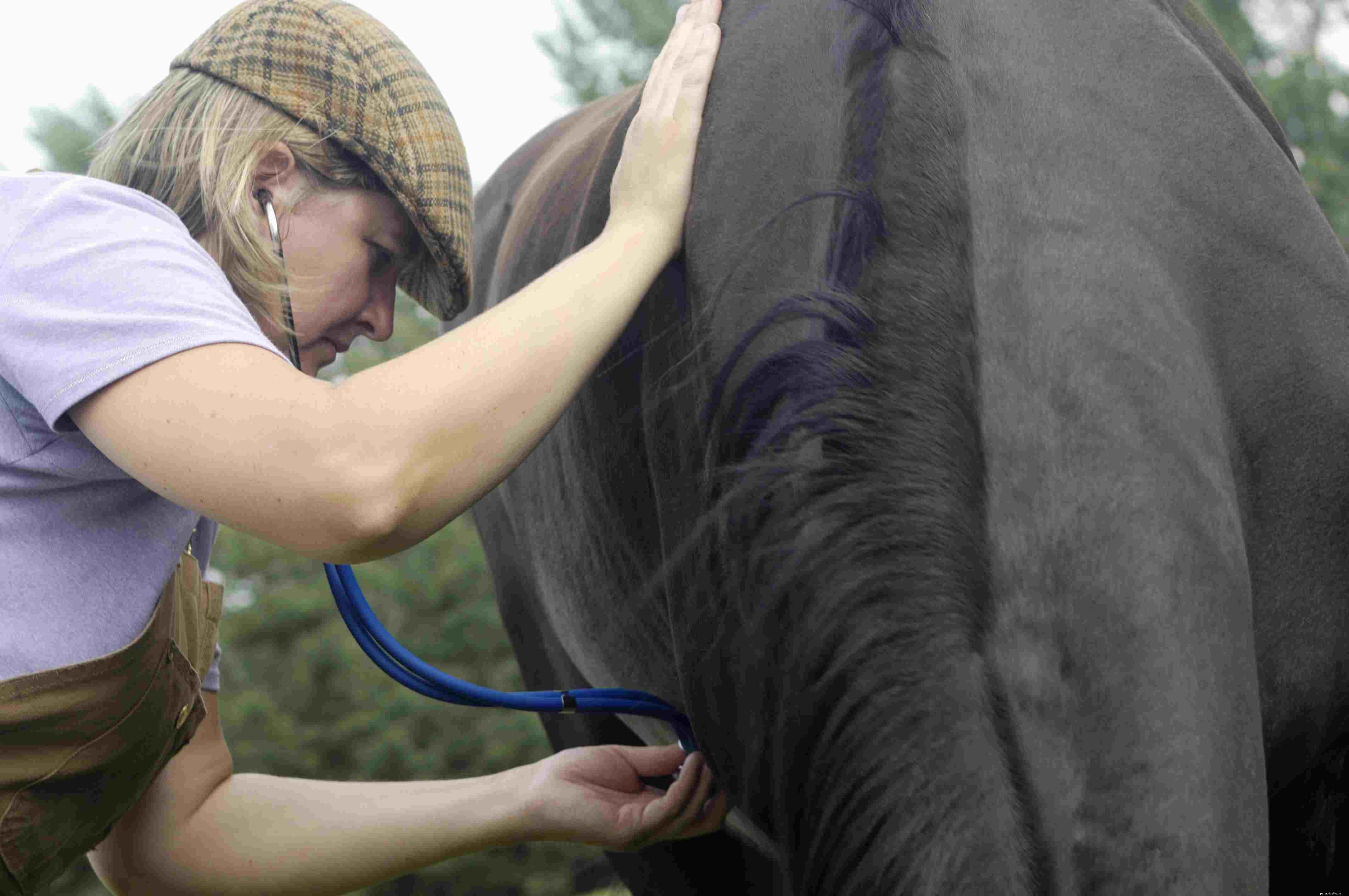 Mastering Endurance Riding: A Comprehensive Guide for Beginners