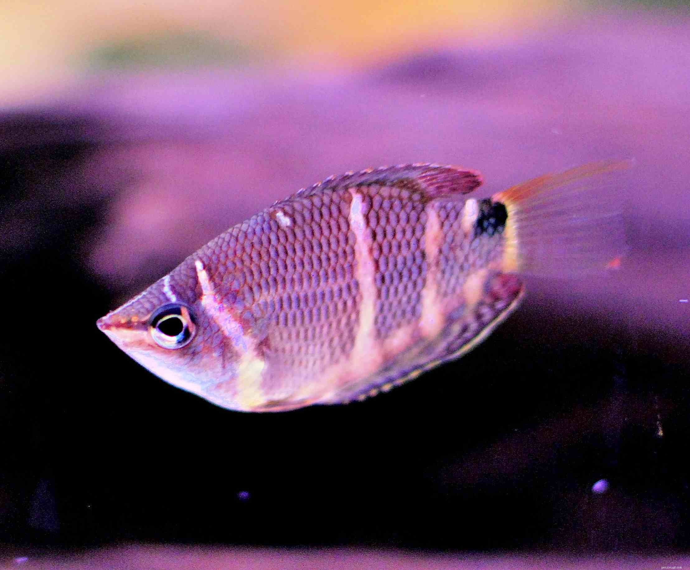 Gourami Species Guide: Find the Perfect Fish for Your Aquarium