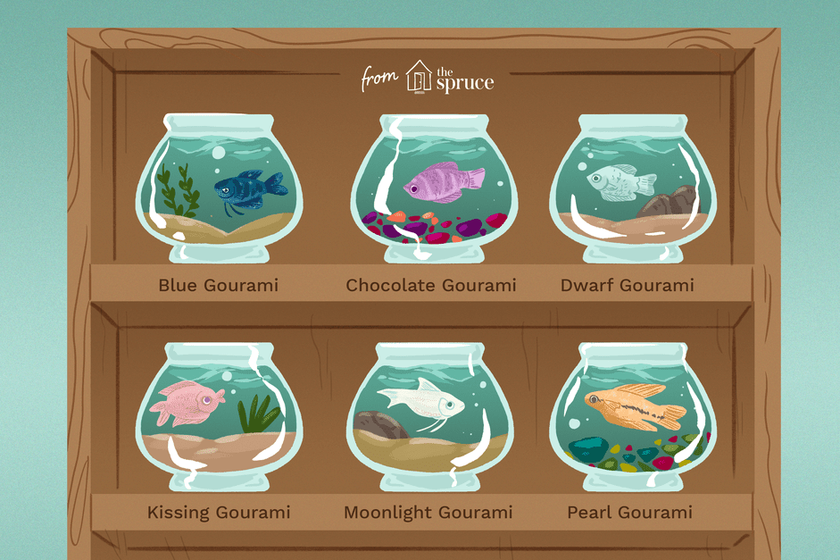Gourami Species Guide: Find the Perfect Fish for Your Aquarium