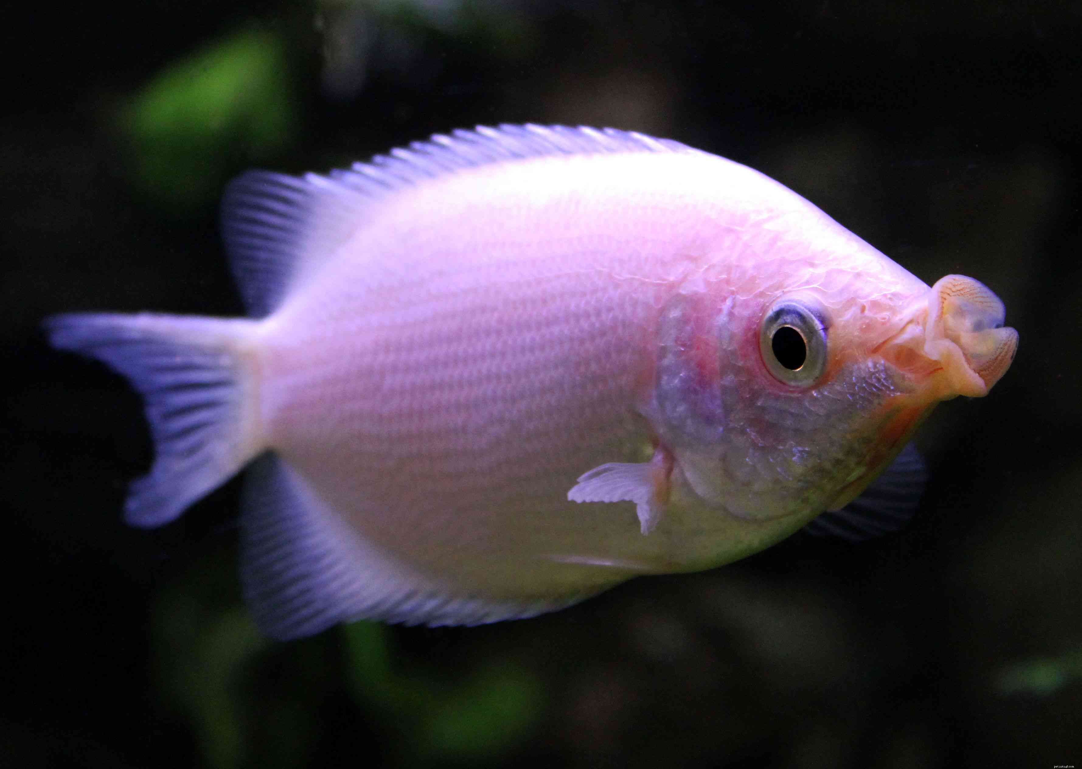 Gourami Species Guide: Find the Perfect Fish for Your Aquarium