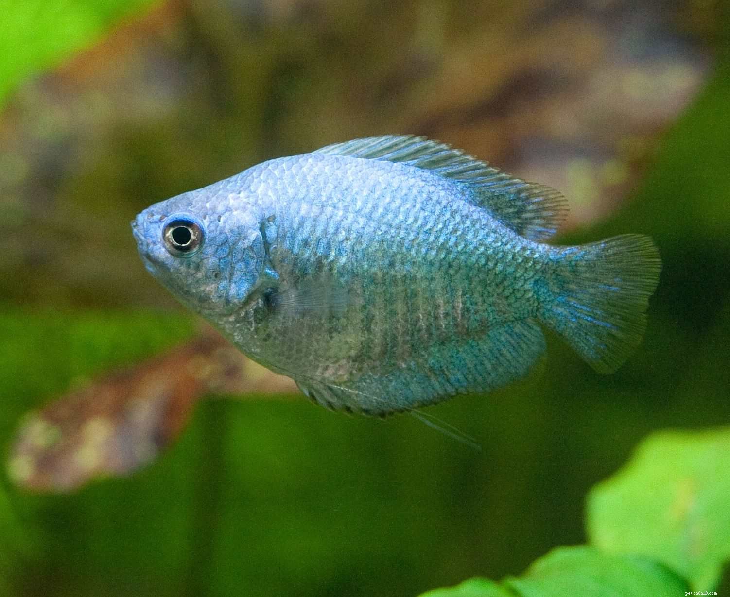 Gourami Species Guide: Find the Perfect Fish for Your Aquarium