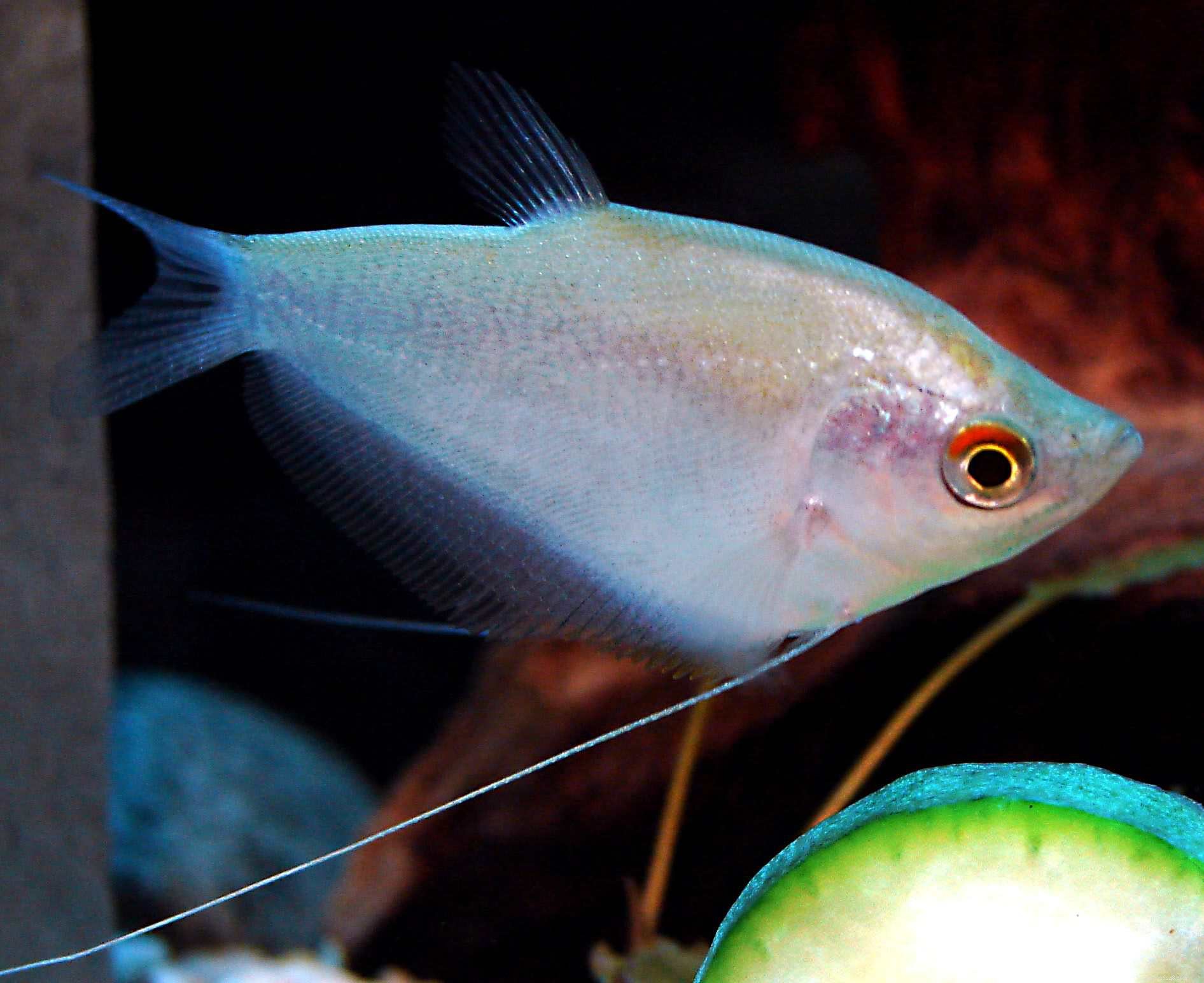Gourami Species Guide: Find the Perfect Fish for Your Aquarium
