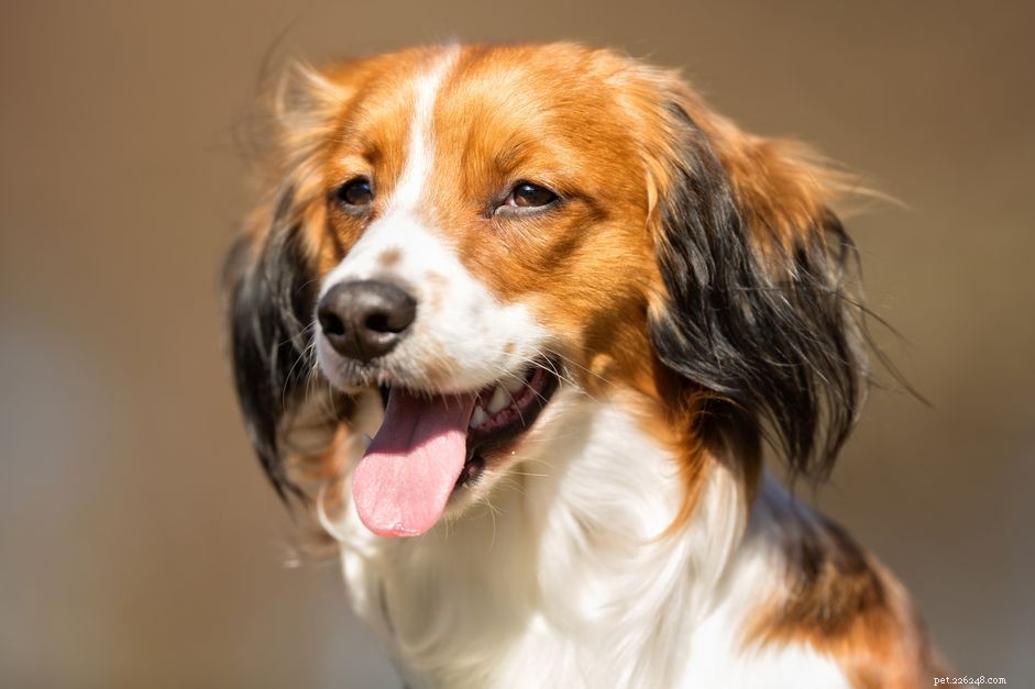 Kooikerhondje: The Dutch Spaniel – Characteristics, Care, and Adoption Guide