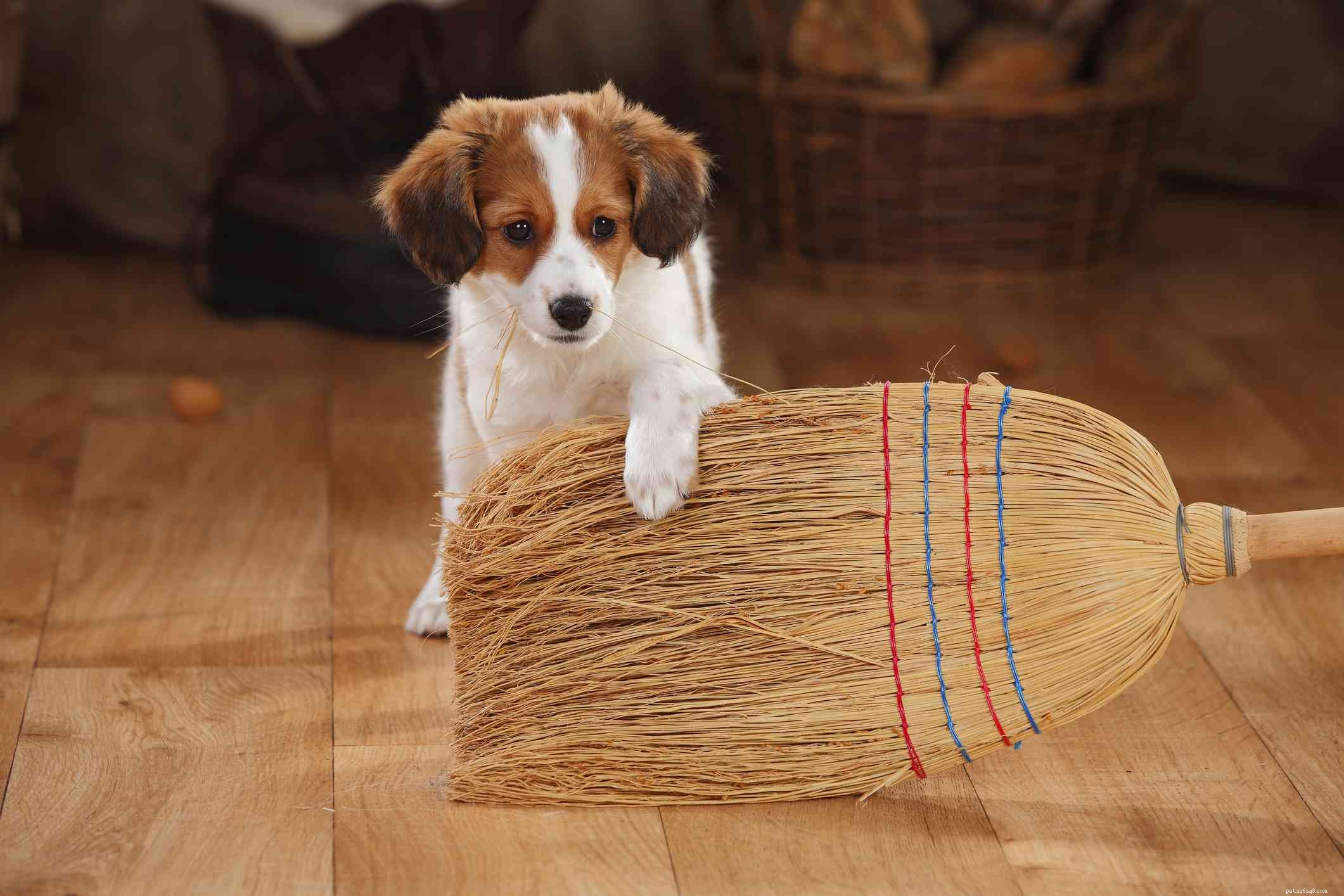 Kooikerhondje: The Dutch Spaniel – Characteristics, Care, and Adoption Guide