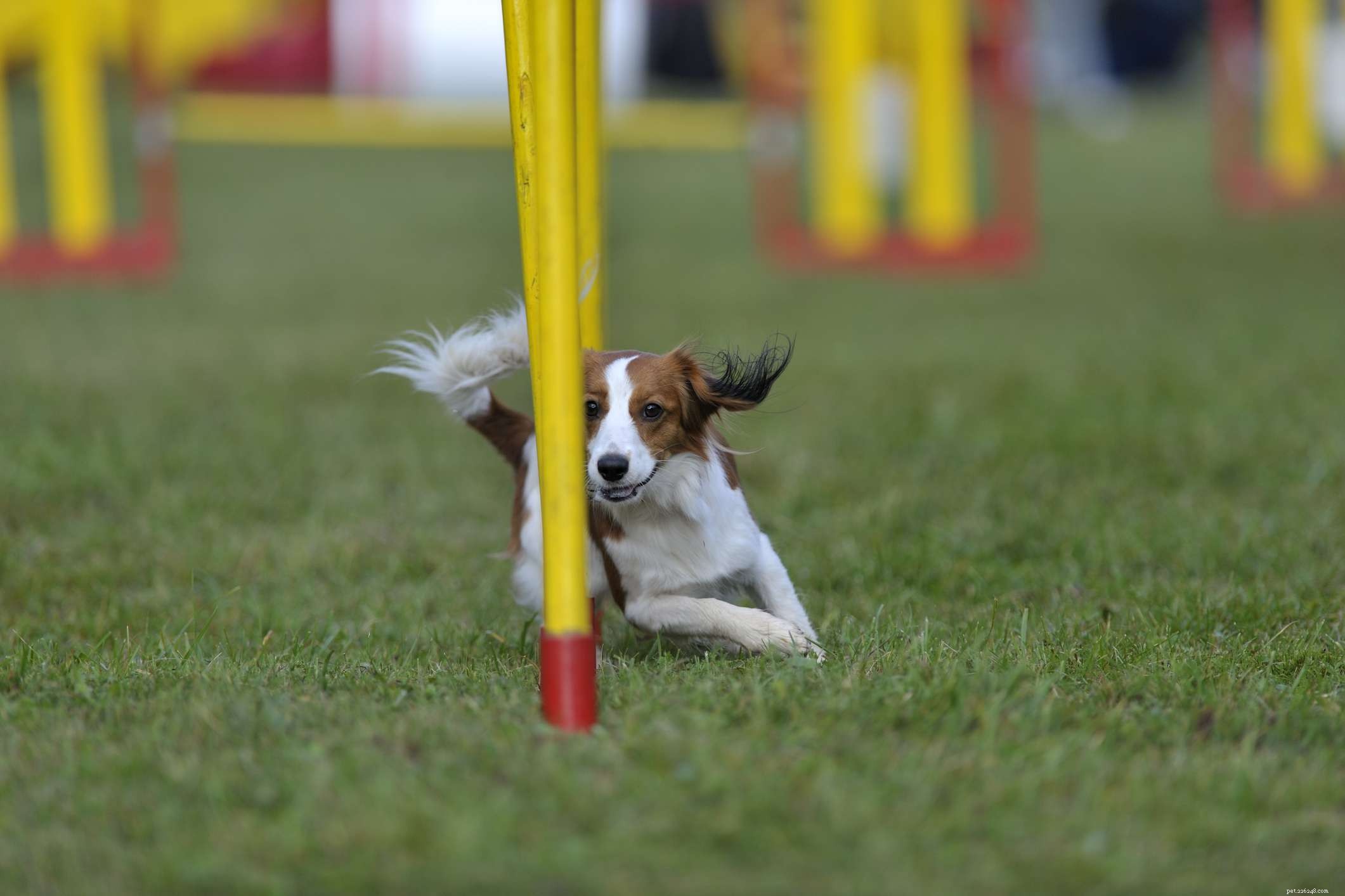 Kooikerhondje: The Dutch Spaniel – Characteristics, Care, and Adoption Guide