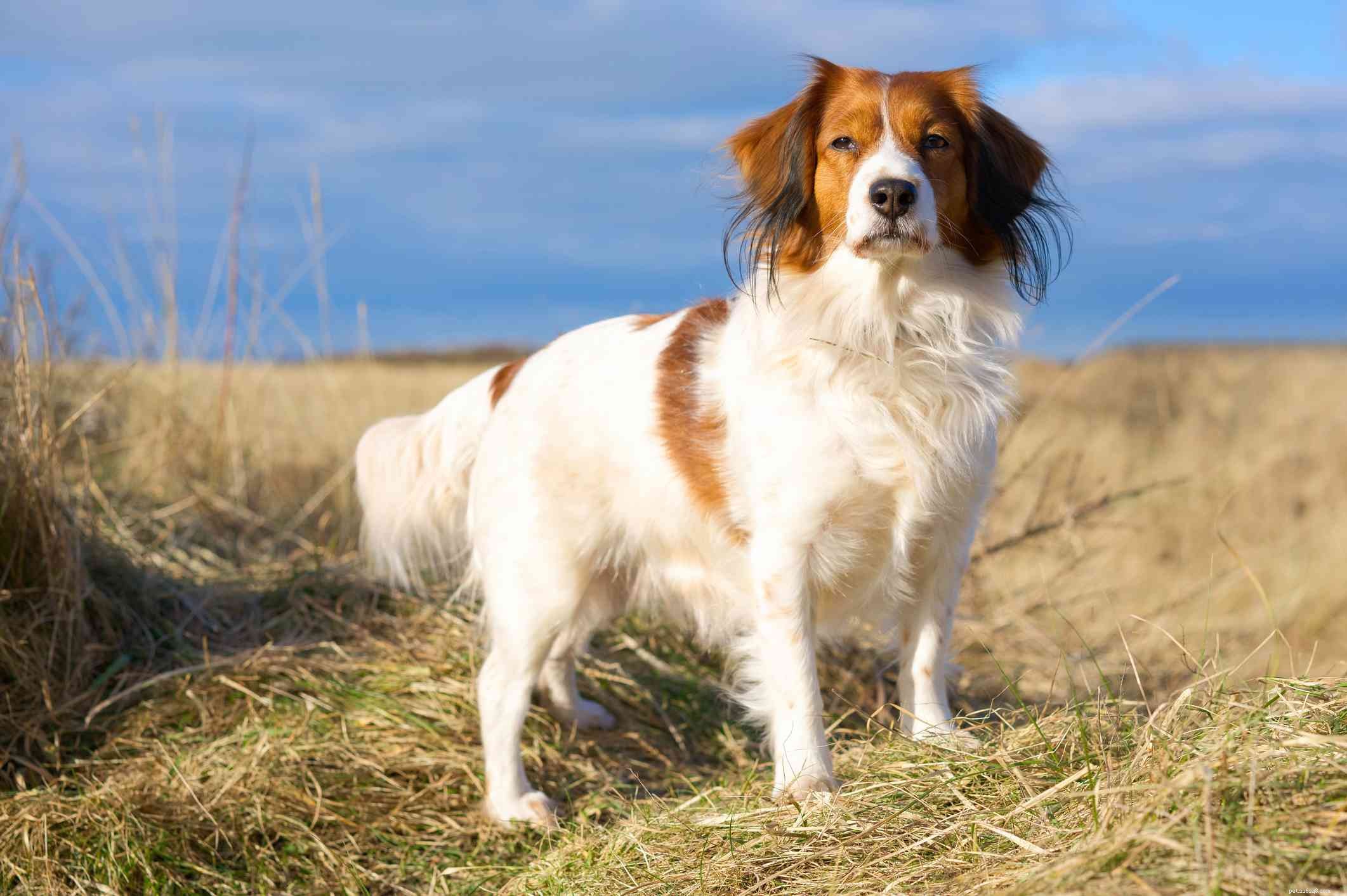 Kooikerhondje: The Dutch Spaniel – Characteristics, Care, and Adoption Guide