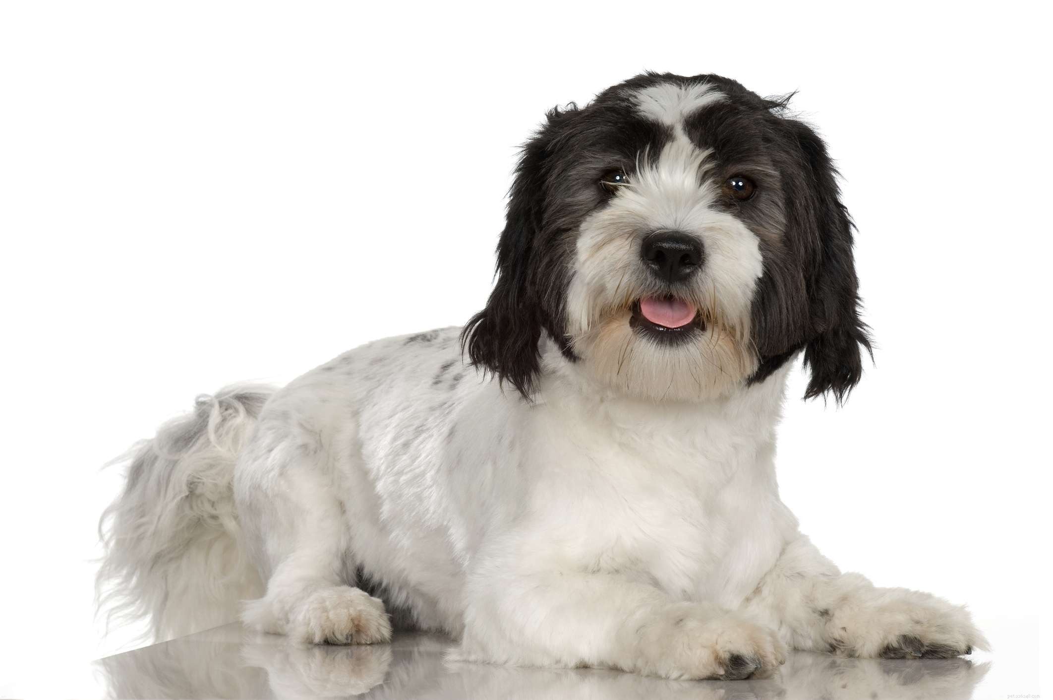 Löwchen (Little Lion Dog) – A Comprehensive Breed Guide