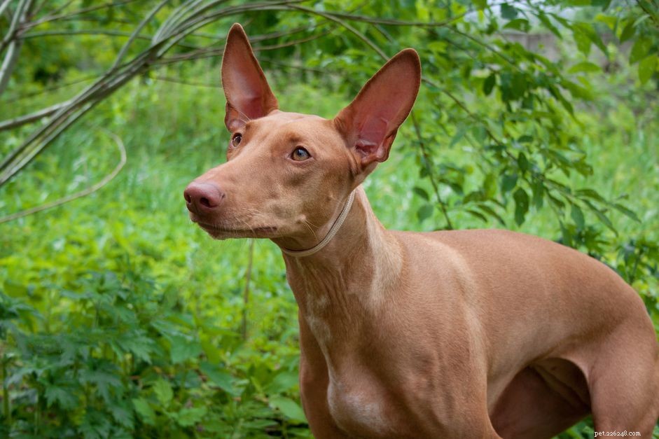 Pharaoh Hound: History, Traits & Care Guide