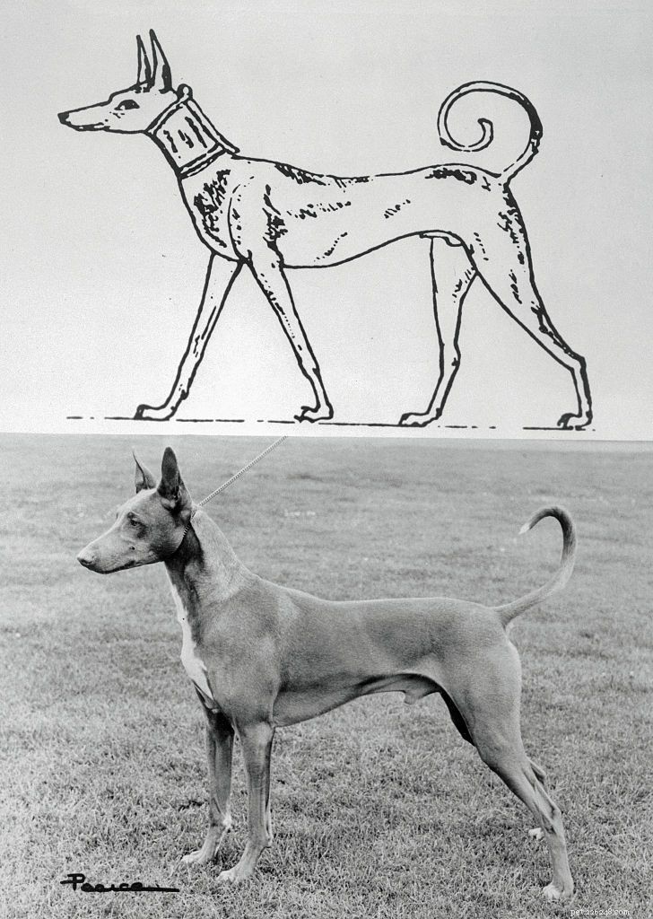 Pharaoh Hound: History, Traits & Care Guide