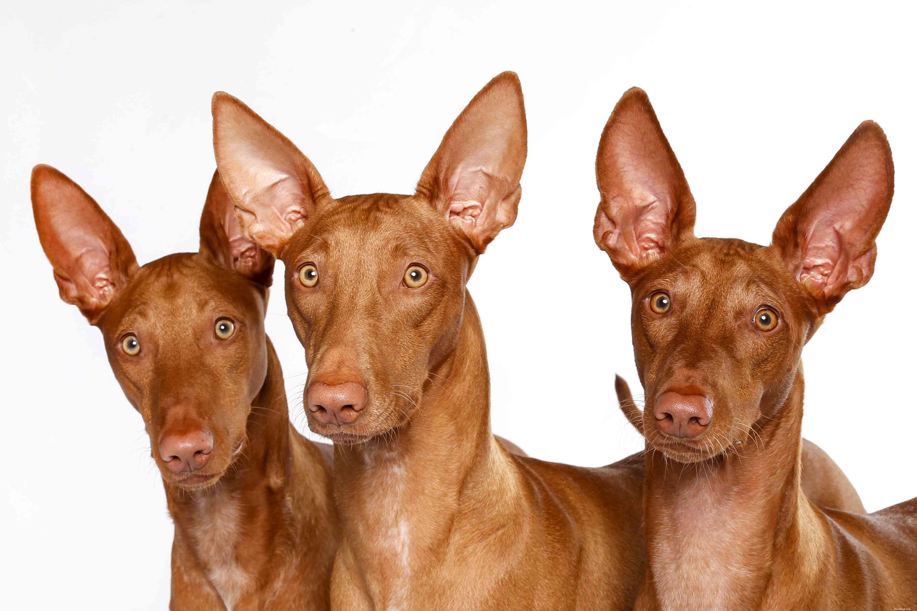 Pharaoh Hound: History, Traits & Care Guide