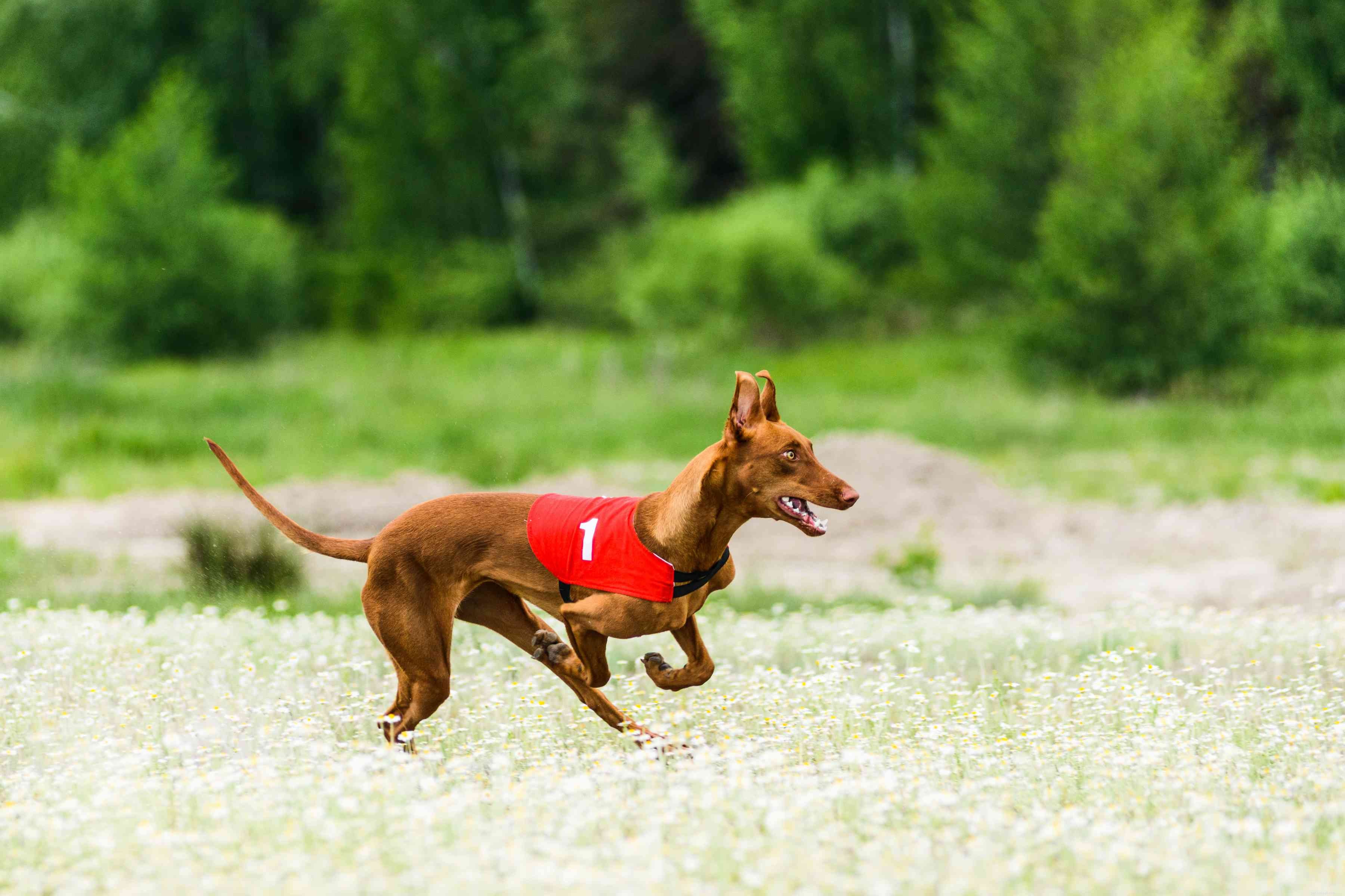 Pharaoh Hound: History, Traits & Care Guide