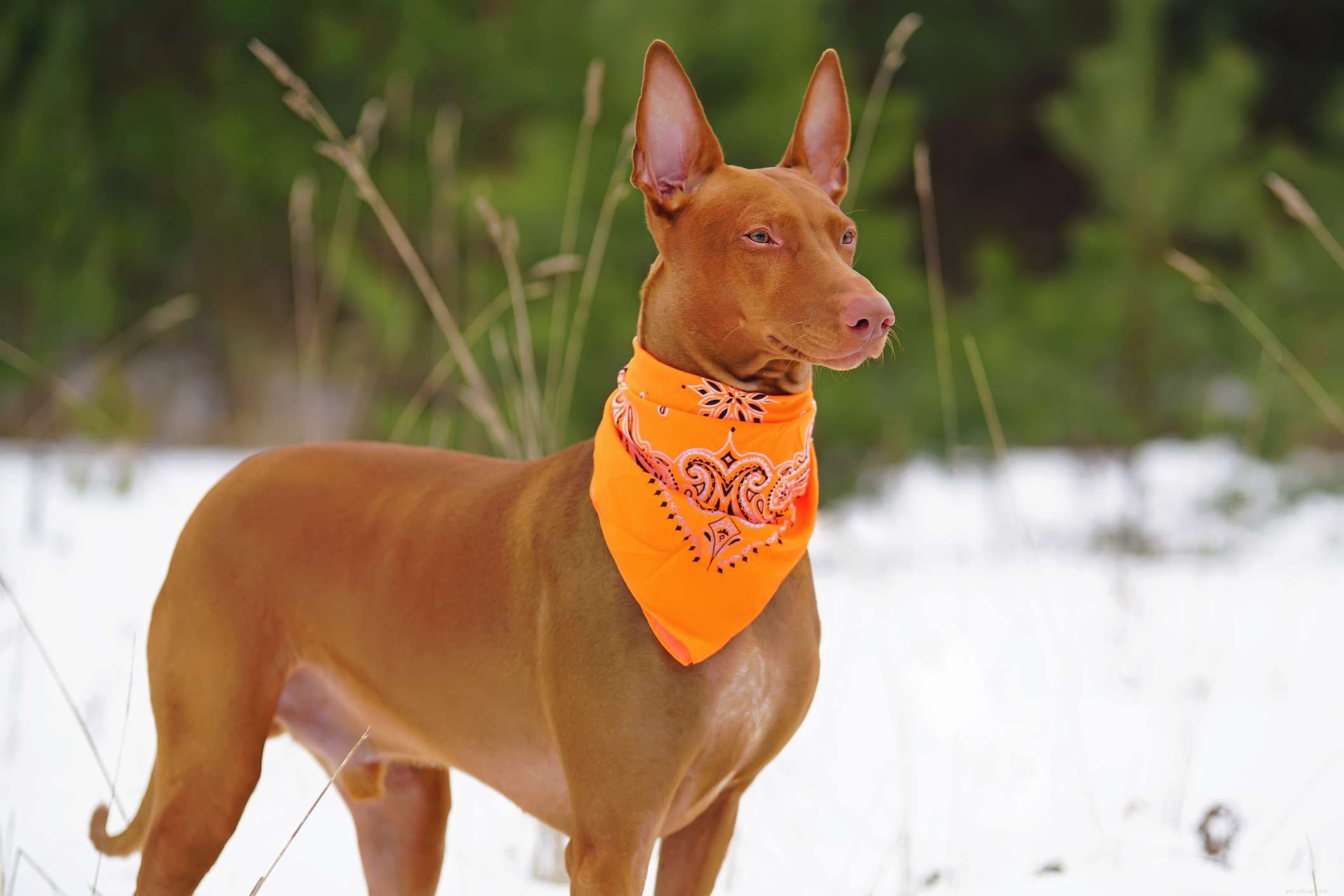 Pharaoh Hound: History, Traits & Care Guide
