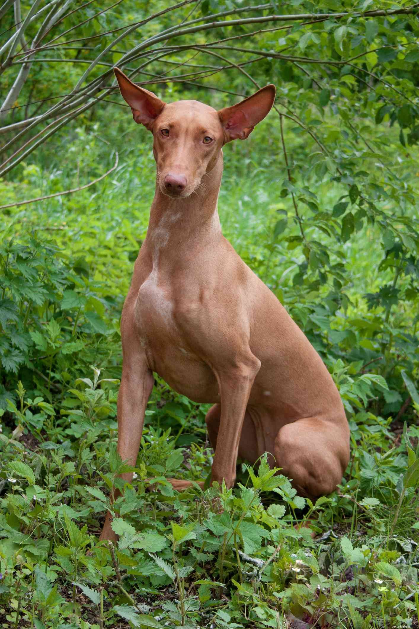 Pharaoh Hound: History, Traits & Care Guide