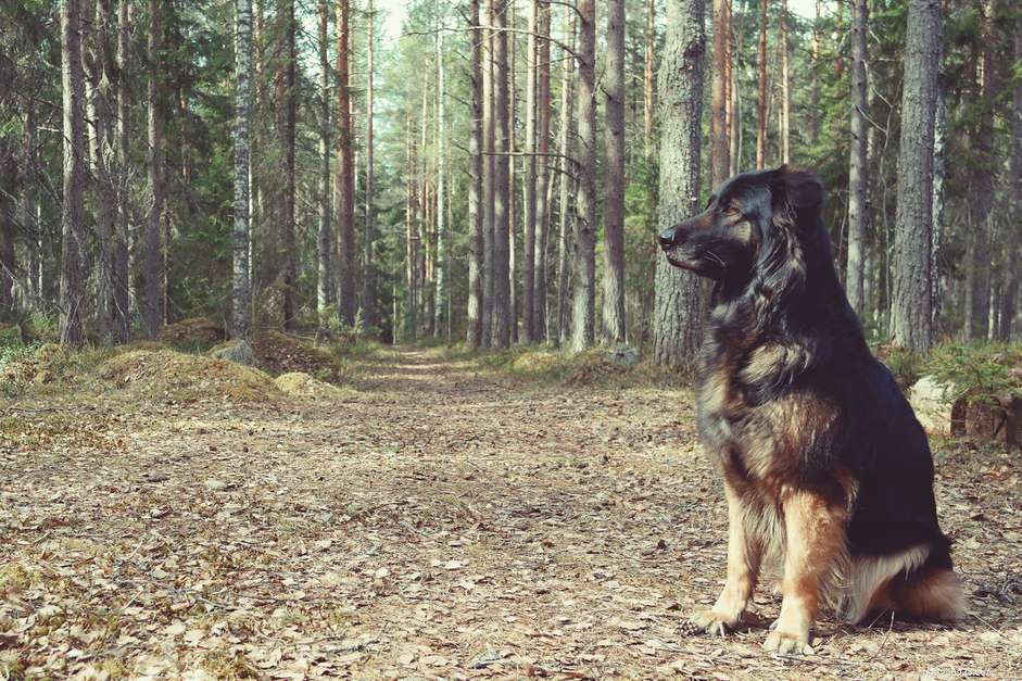 The Essential Guide to Rabies Vaccination for Dogs