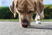 Pharaoh Hound: History, Traits & Care Guide