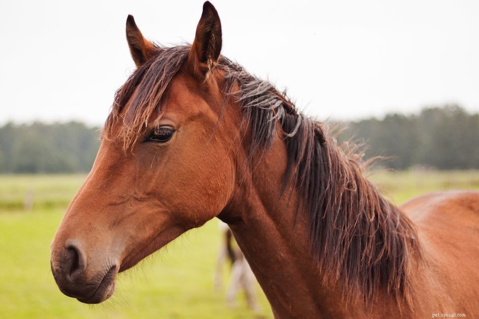 11 Bad Horse Riding Habits to Avoid for Safer, More Comfortable Rides