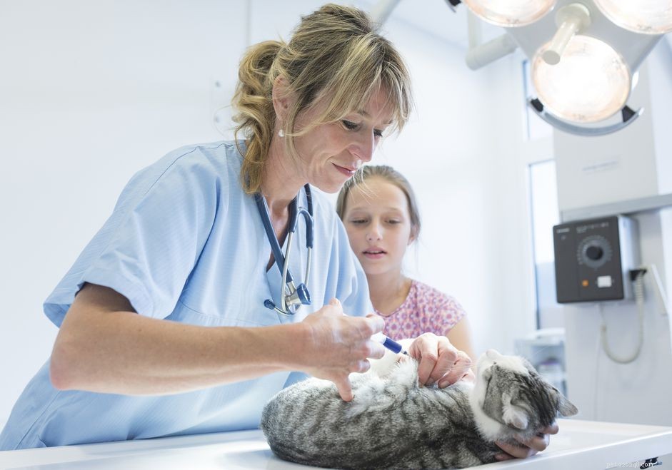 Cat Vaccination Guide: Expert Protocols and Safety Insights