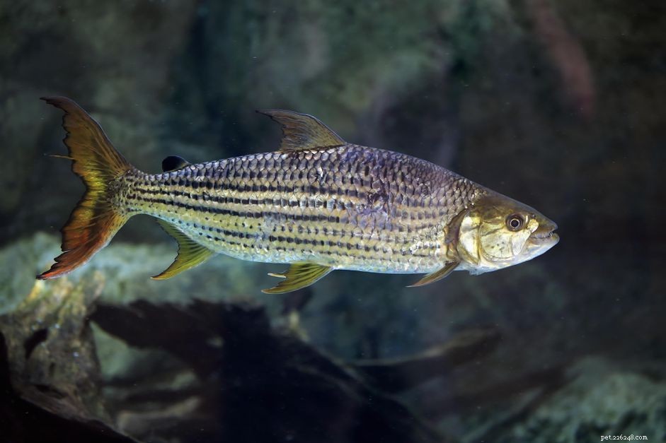 Explore Fish Names Starting with H: Common & Scientific Terms
