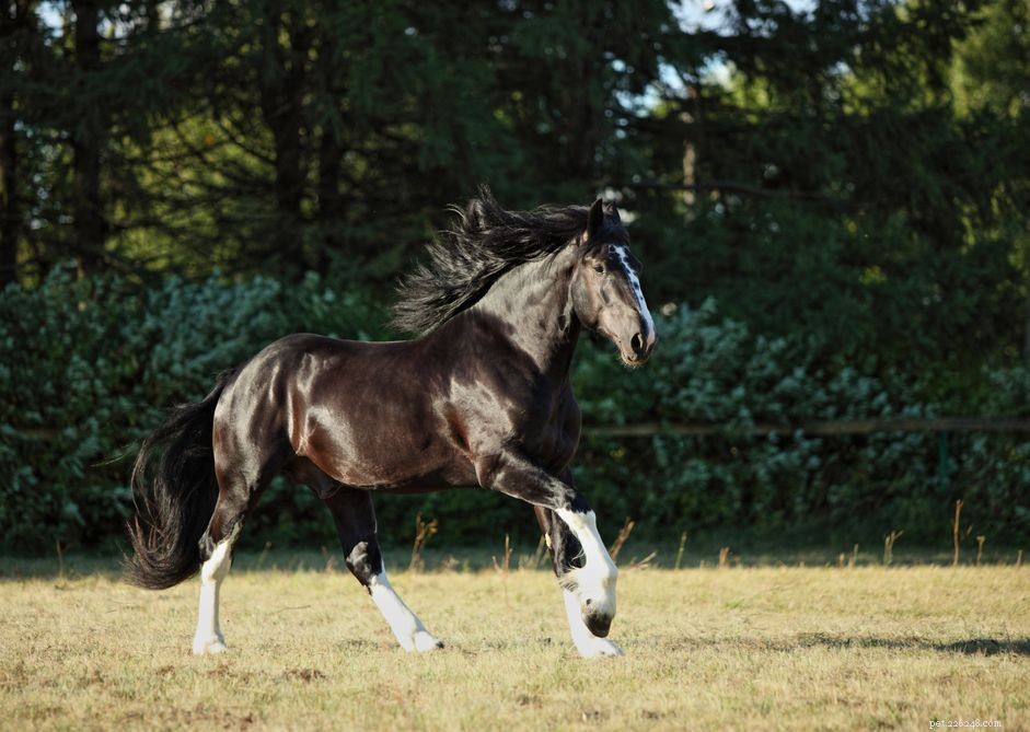 Shire Horse Breed Profile: History, Characteristics & Care
