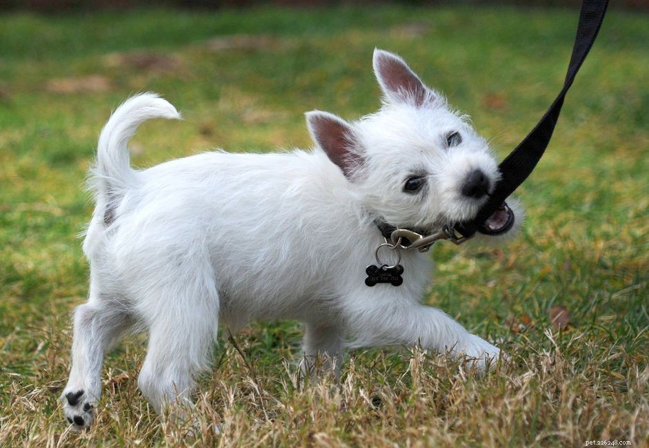 Master Leash Training: A Complete Guide for Puppies