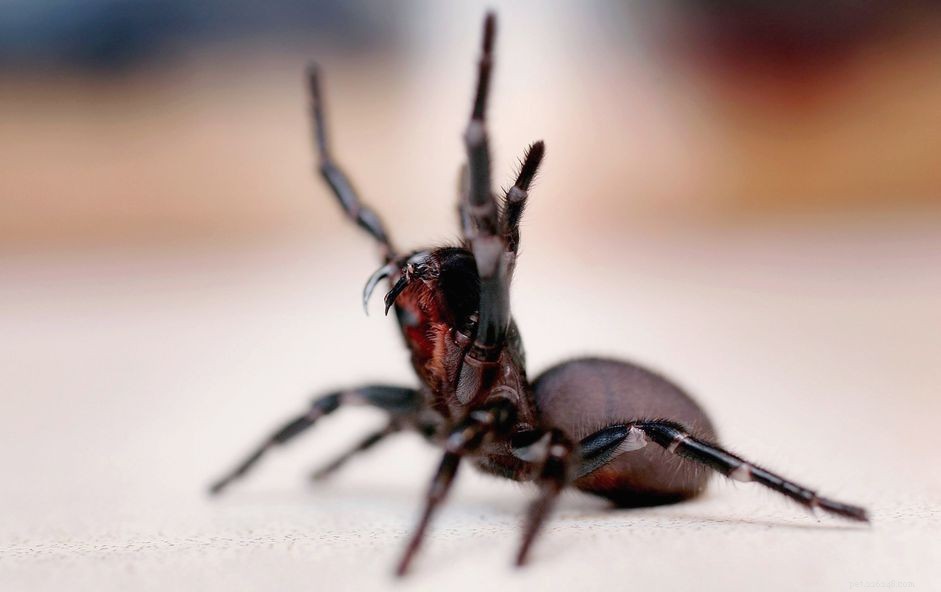 Top 8 Terrestrial Invertebrates for Pet Owners: Safe, Engaging, and Educational