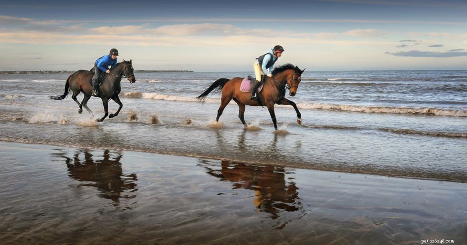 Irish Sport Horse: A Proven Classic for Sport & Elegance
