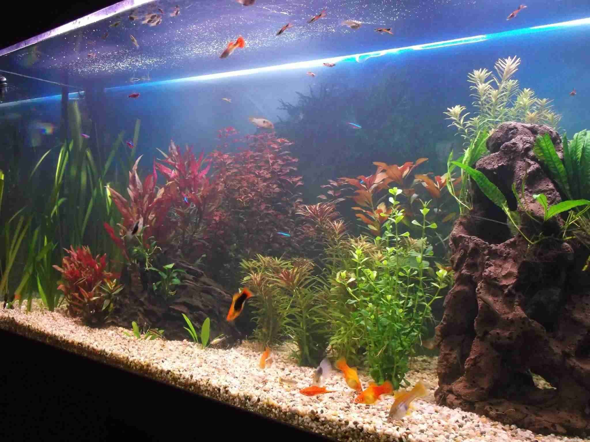Choosing the Right Aquarium Cover: Lids, Hoods, and Canopies Explained