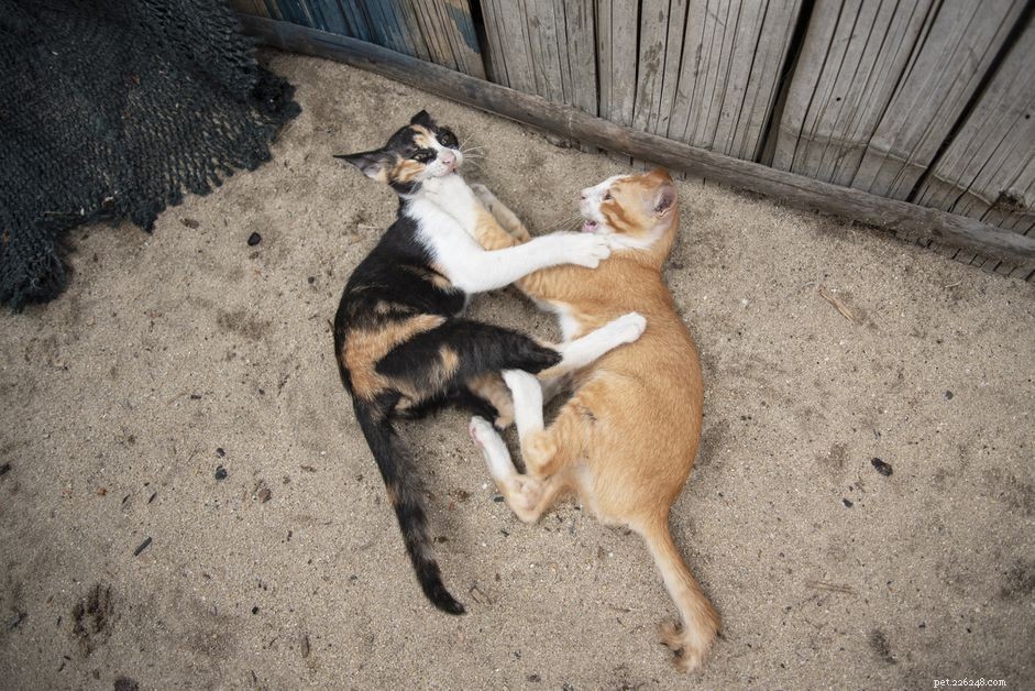 Prevent Your Cat From Turning the Sandbox into a Litter Box – Effective Solutions