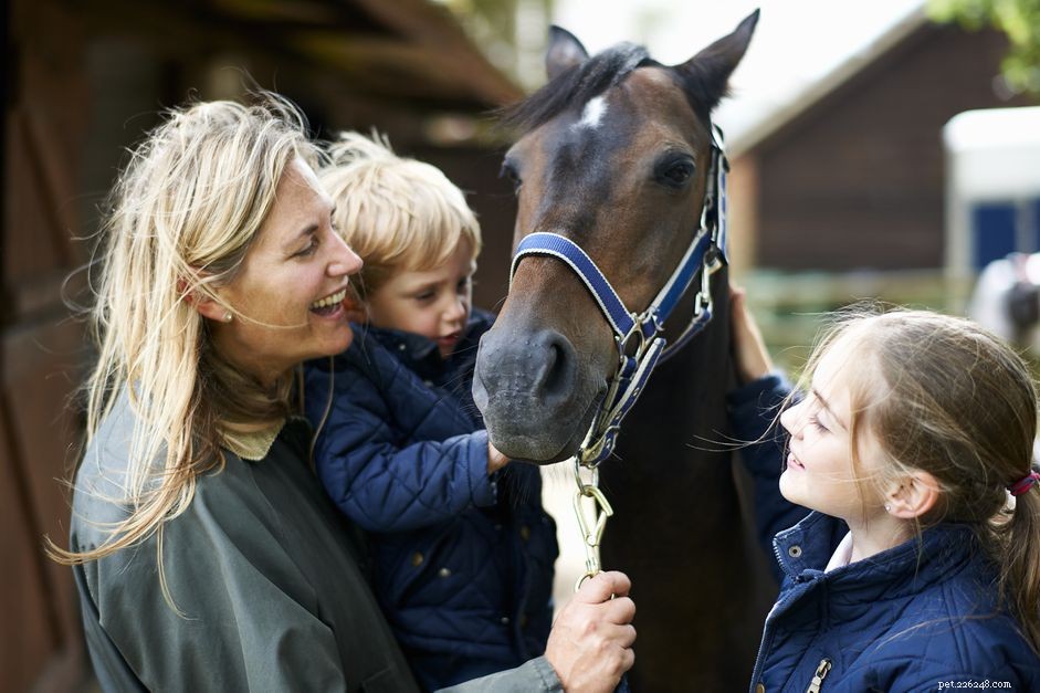 How to Fit a Horse Halter Correctly: A Step‑by‑Step Guide