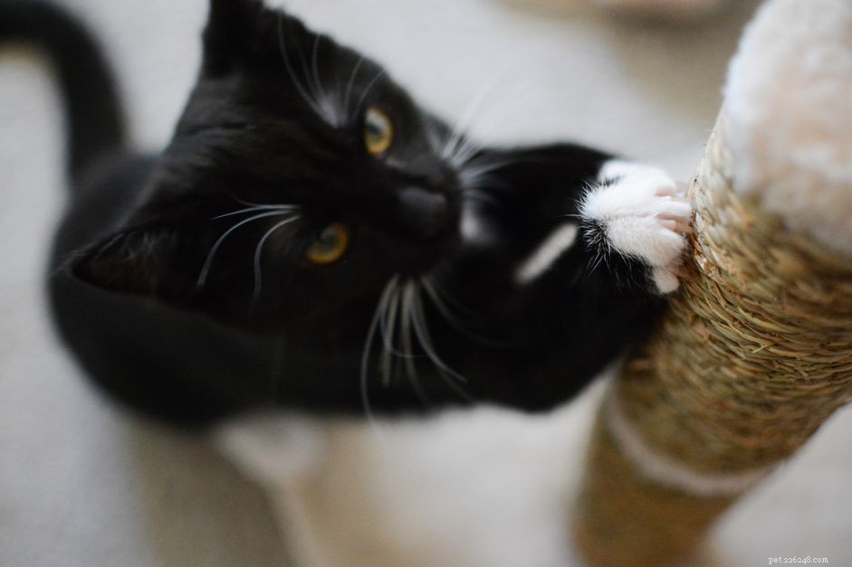 Why Declawing Your Cat Is Unnecessary: A Professional Guide