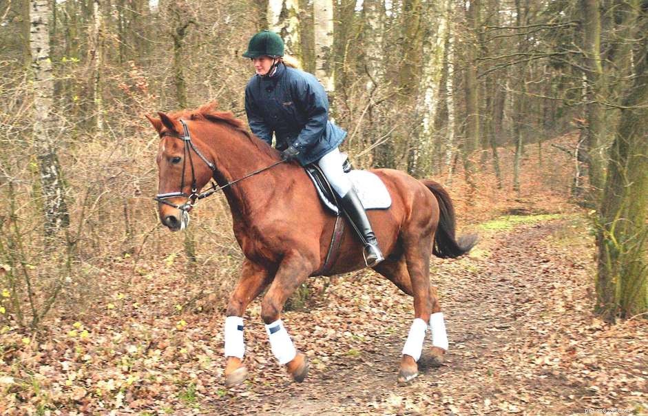 Master Cantering and Loping: A Professional Guide for Horses and Ponies