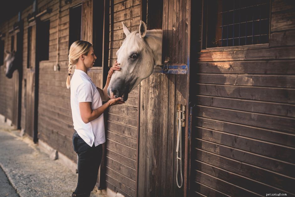 Explore the Variety of Horse Boarding Options for Your Equine Companion