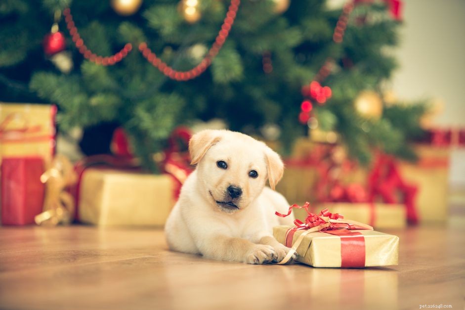 Protect Your Puppy: Essential Christmas Tree Safety Tips