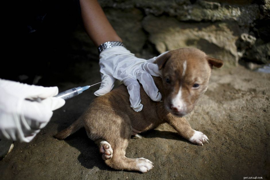 Protecting Your Puppy from Rabies: Vaccination & Prevention Tips