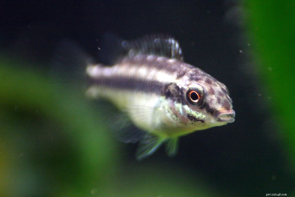 Expert Guide: Feeding Aquarium Fish Fry for Healthy Growth